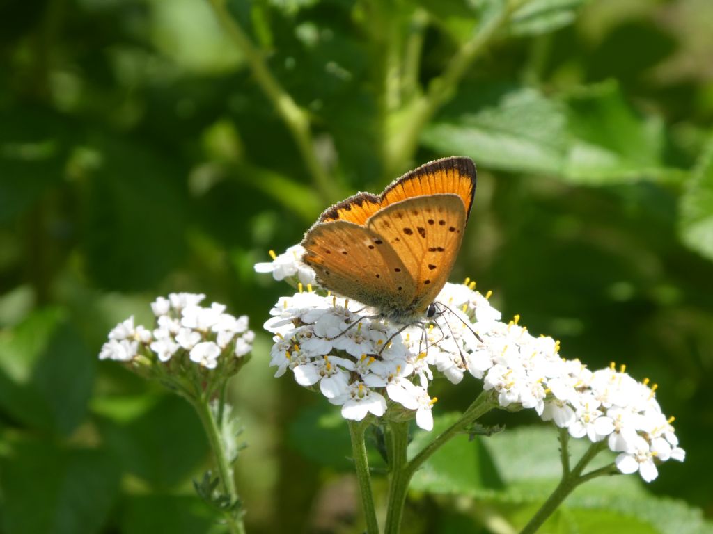 Da determinare - Lycaena virgaureae